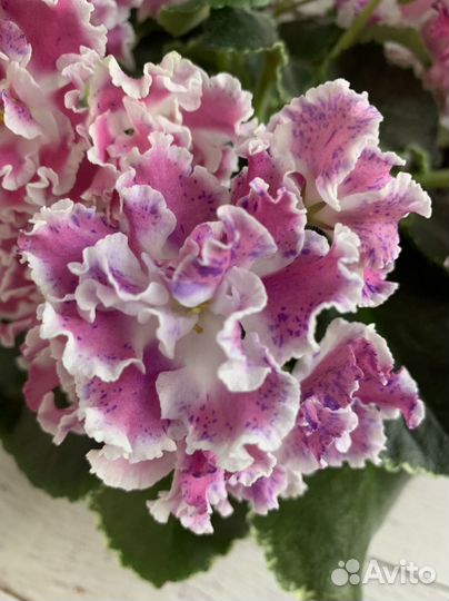 Фиалка сортовая лист срез