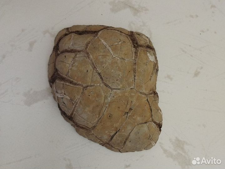 Черепаший камень септария