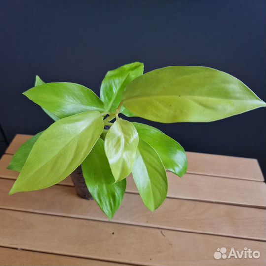 Филодендрон, эпипремнум, сциндапсус