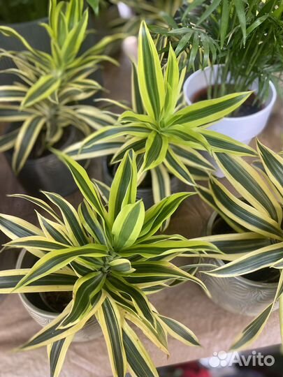 Драцена песня индии. Хлорофитум. Растения для кафе