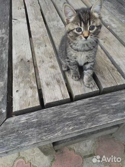 Отдам котенка в добрые руки