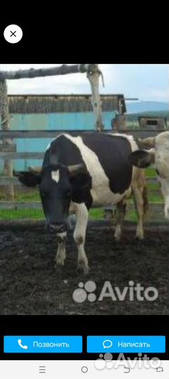 Корова дойная
