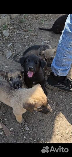 Щенки 3 мес. (будут среднего размера)