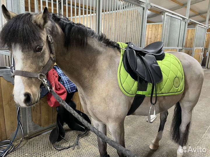 Примерка седел, подбор