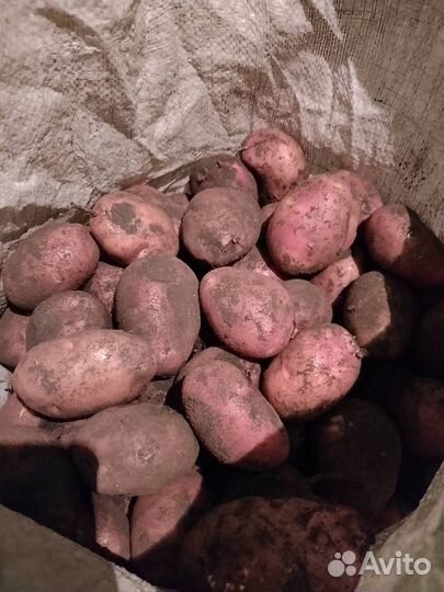 Картофель крупный едовой