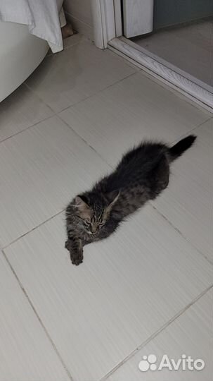 Кошка в дар бесплатно