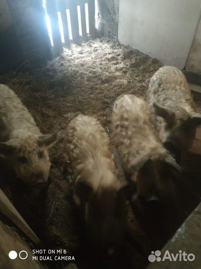 Поросята венгерской мангалицы