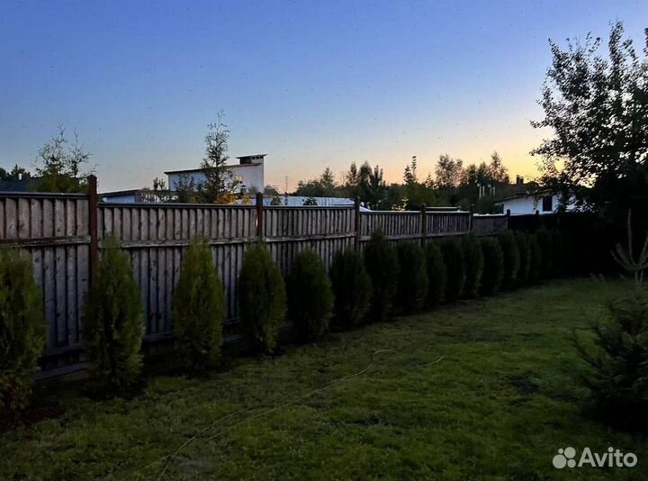 Туя Смарагд