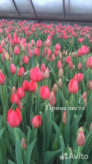 Луковицы тюльпана после выгонки