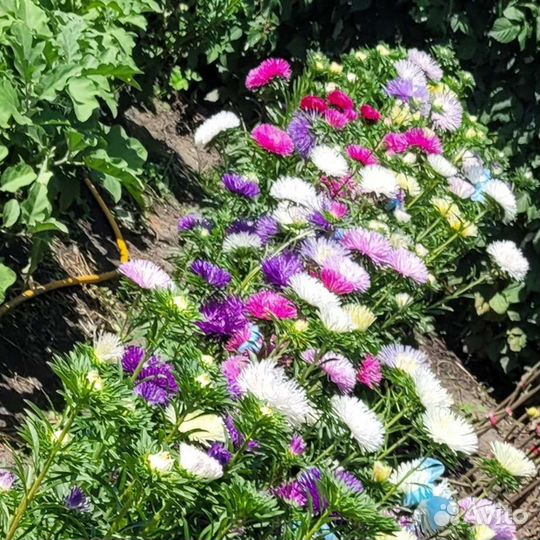 Астры на срез