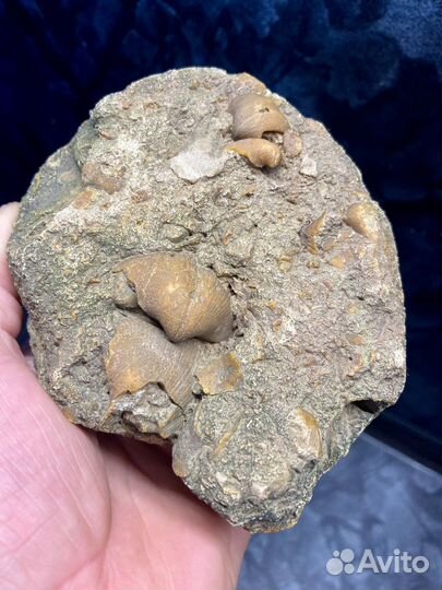 Древние окаменелости