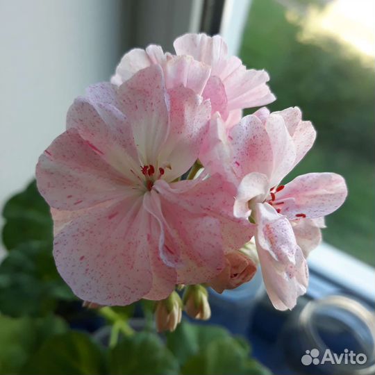 Пеларгония герань.Цветущие черенки двух видов