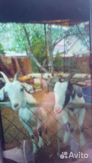 Козочки молочные покрытые