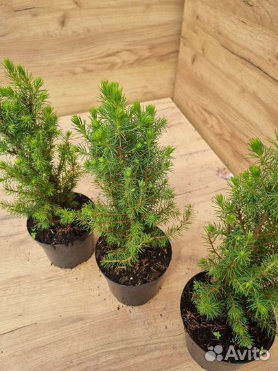 Ель канадская Коника С1