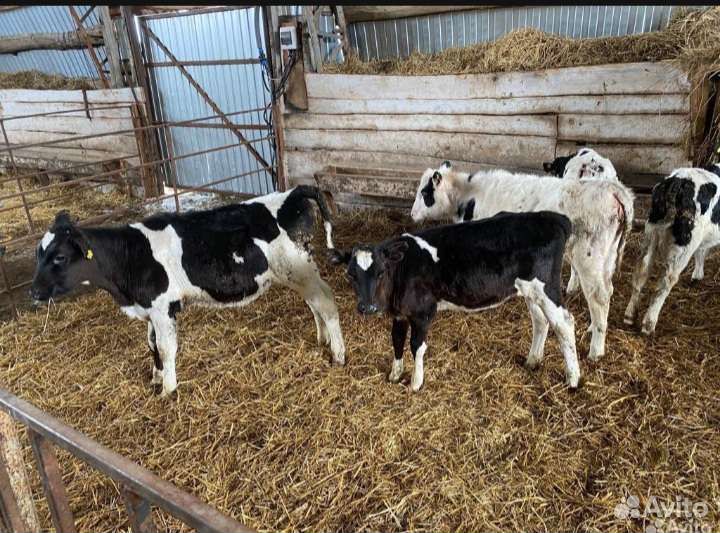 Телята бычки