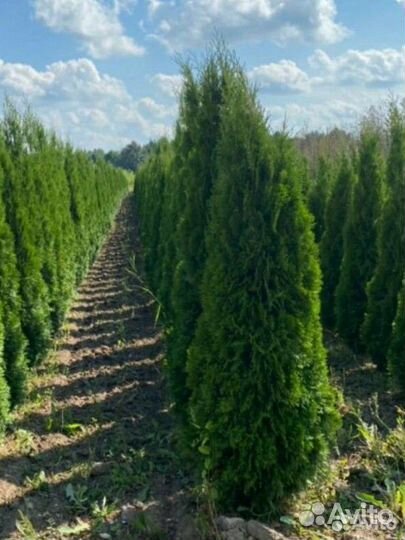 Туя западная (Smaragd)