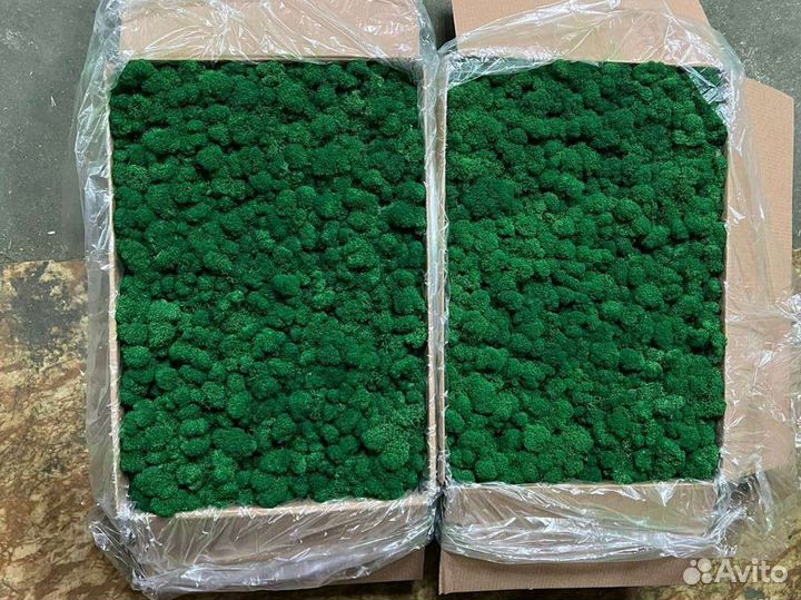 Стабилизированный мох опт розница