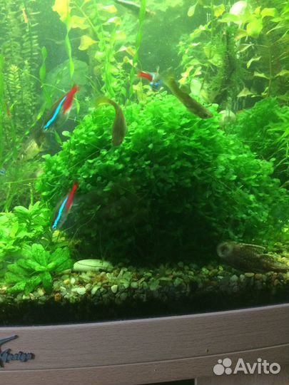 Растения для аквариума