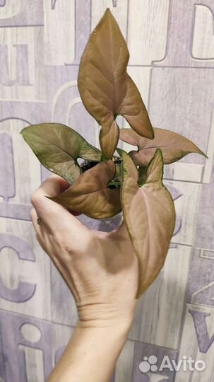 Спорт от Синга Ред Спот триколор