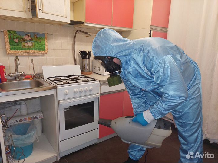 Уничтожение тараканов, уничтожение клопов