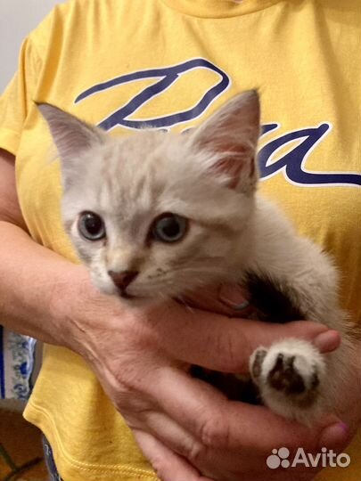 Жуткая тварь из темного леса