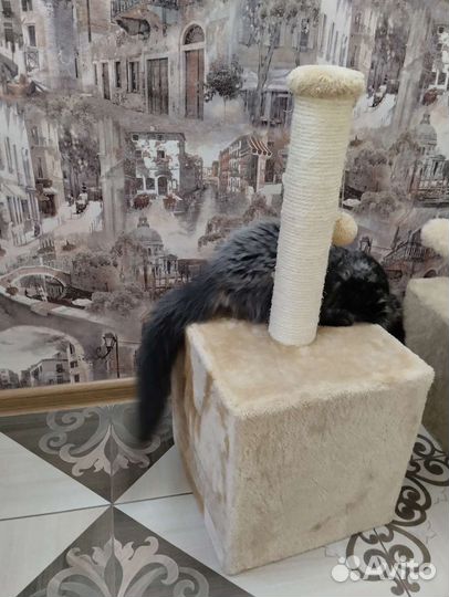 Домик для кошки с когтеточкой