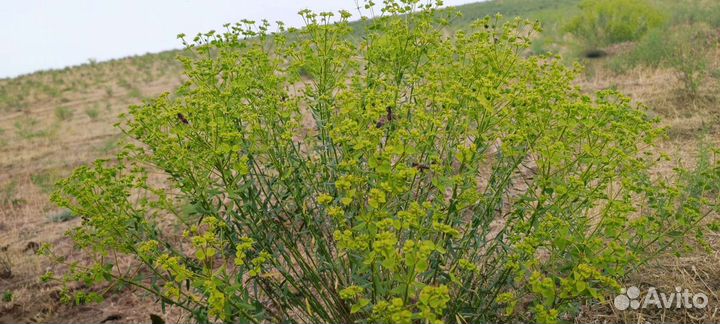 Молочайный мёд 2024