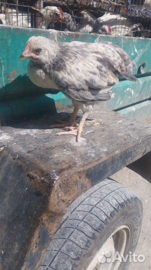 Куры молодки несушки домашние