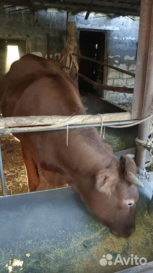 Телка 1.5 года нетель