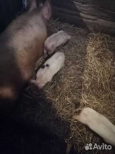 Поросята ландрас 1.5 месяца