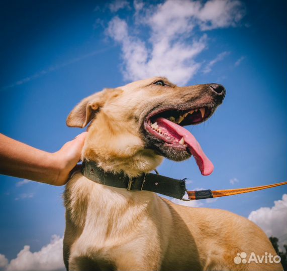 Собака из приюта в добрые руки