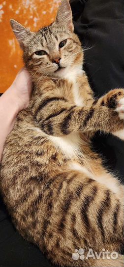 Европейская