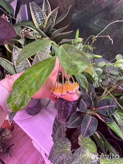 Хойя,hoya часть 9