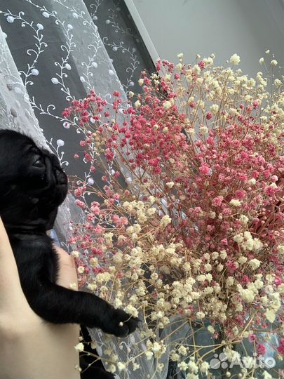 Щенки мопса