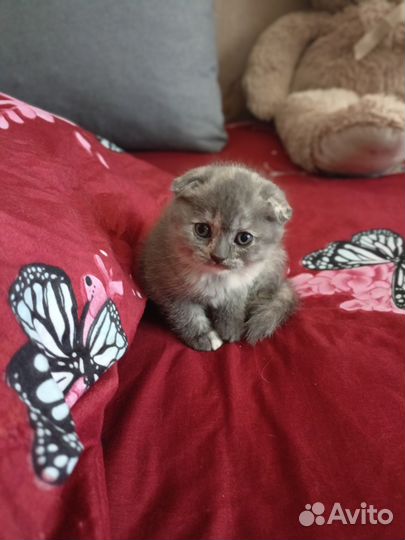 Готовятся к продаже 3 принцессы