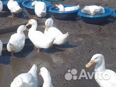 Утки Агидель