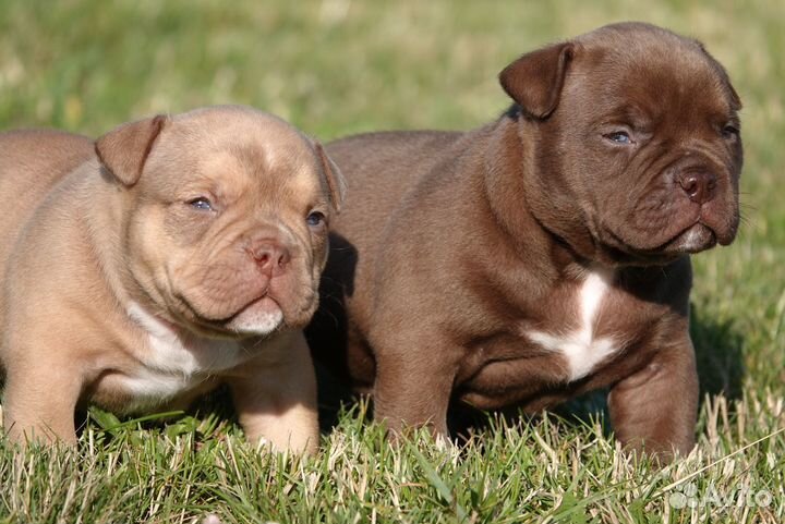 Щенки породы американский булли