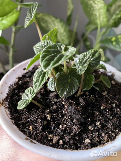 Пеперомия лилиан