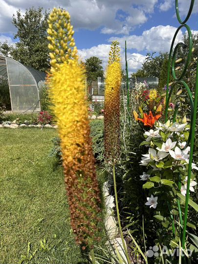 Эремурус желтый