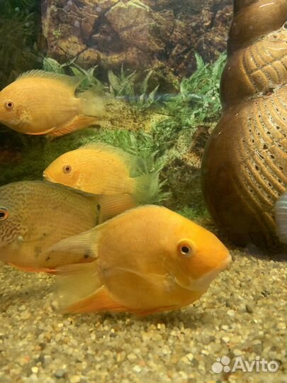Рыбки цихлиды - северум золотой