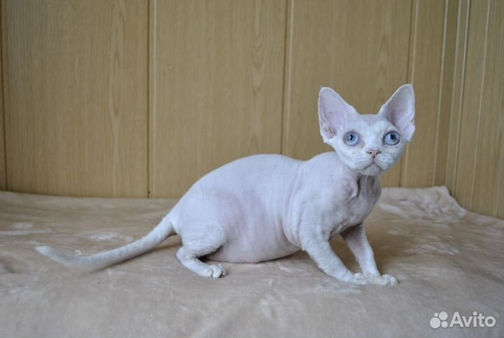 Котята девон рекс