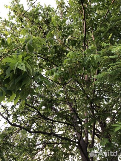 Маньчжурский орех (саженцы)