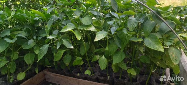 Рассада перец острый