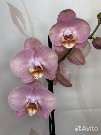 Орхидея фаленопсис