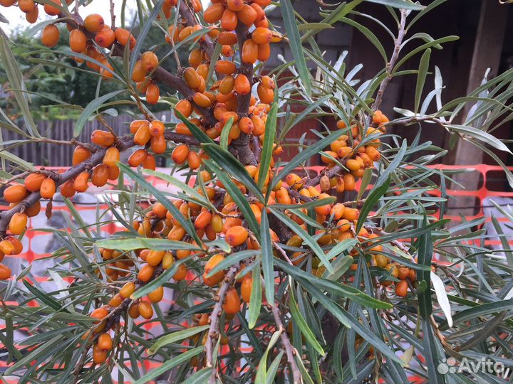 Облепиха. Вишня. Огурцы домашние. Крыжовник