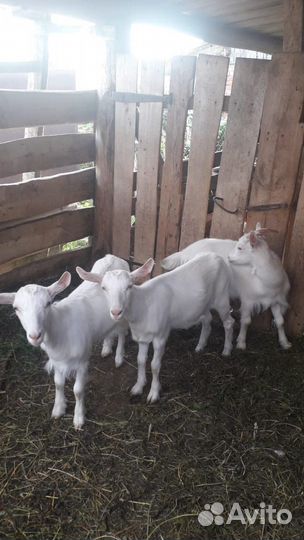 Козлята девочки