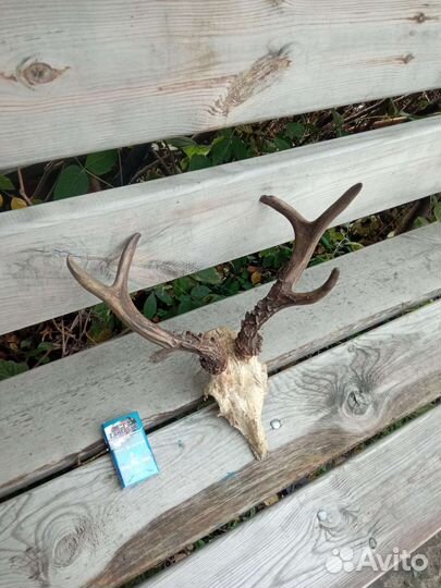 Имитация рогов косули