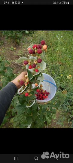 Растения для сада