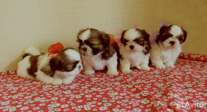 Шикарные щенки шит-цу