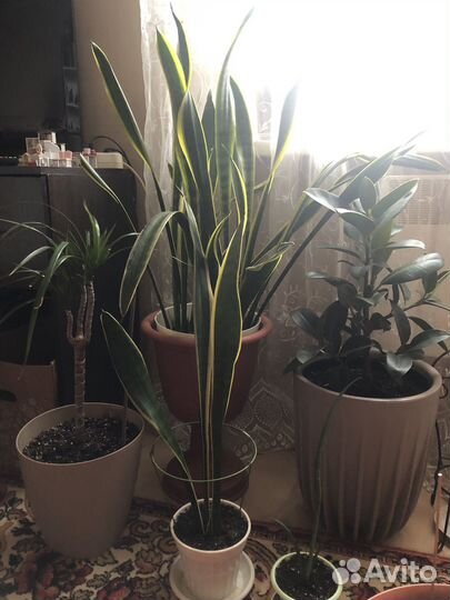 Комнатные растения цветы большие